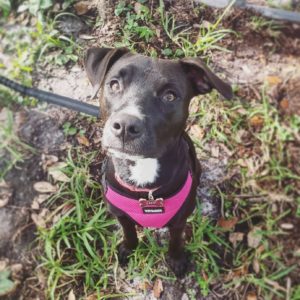 Rescue Dog Training Tampa Bay Florida