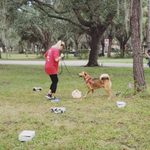 Rescue Dog Training Tampa Bay Florida